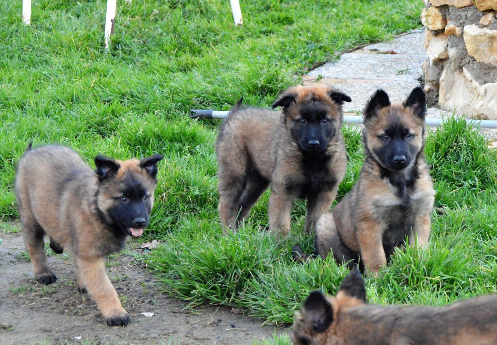 chiot Berger Belge De La Tribu De Brook